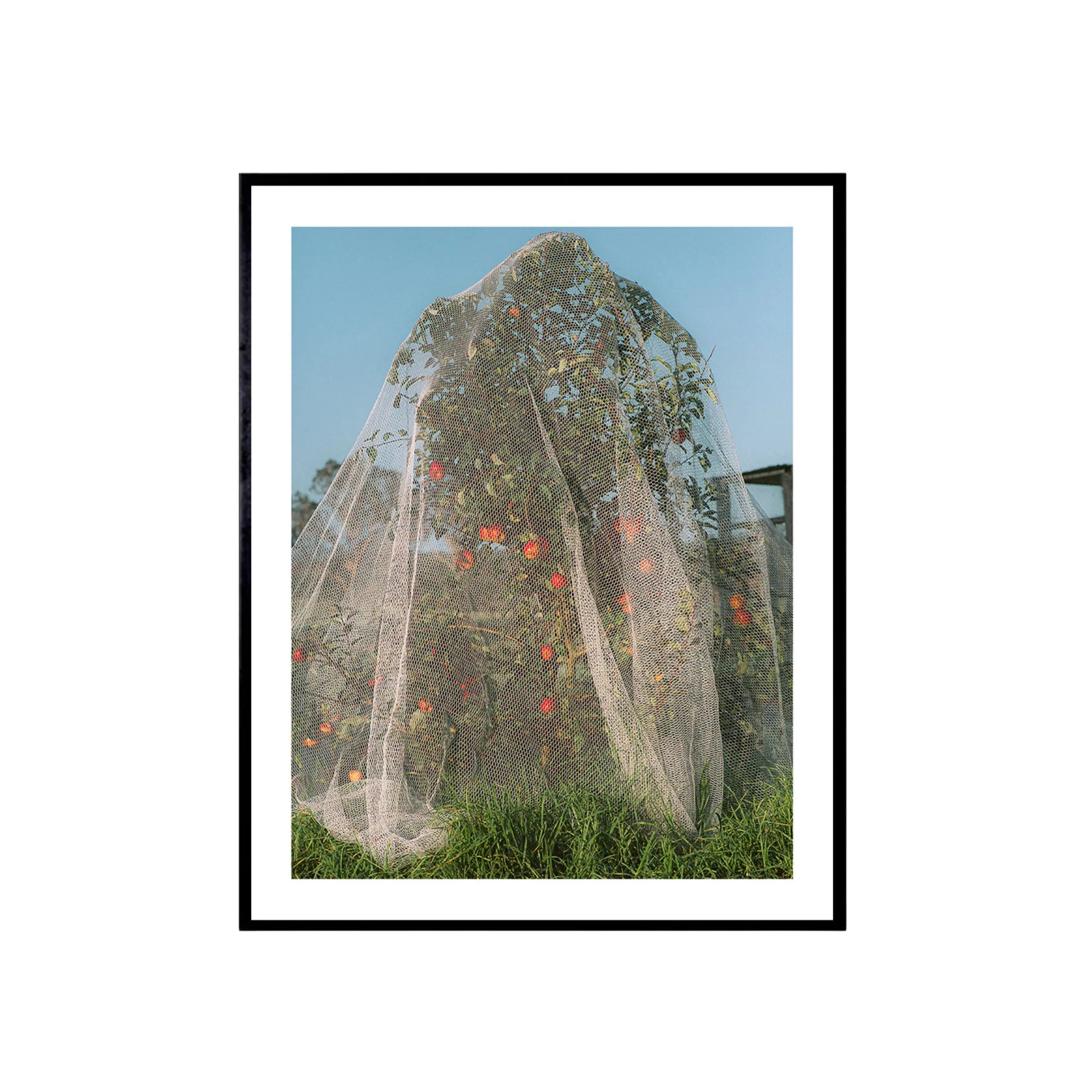 Beautiful apple tree with green leaves and ripe red apples hanging in the sunshine